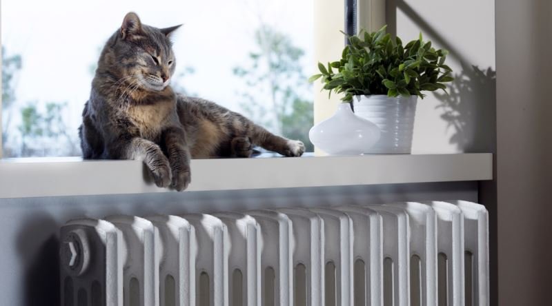 eyüp petek temizliği